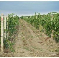 Изборът на място за лозе е много важен