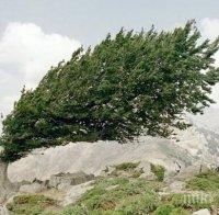 7 м/с е измерената скорост на вятъра във Велико Търново