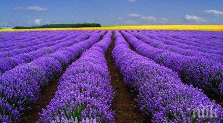 крадец обра лавандулови посеви