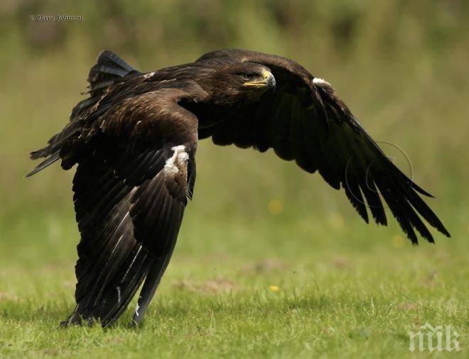 Собствениците на диви животни в Смолян са длъжни да ги регистрират в РИОСВ