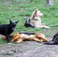 Изверги масово тровят кучета в Пловдив