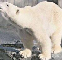 Полярна мечка превзема Ню Йорк в нова анимация 