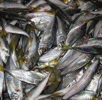 Хиляди риби бяха открити мъртви в залива Гуанабара до Рио де Жанейро