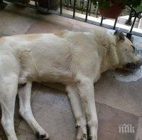 Масово тровят кучета в Пловдив (снимки)