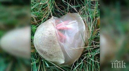 намира двора странното яйце света няколко секунди дъхът спря видях