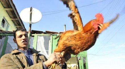 сантиметров петел атракцията банго васил сливен