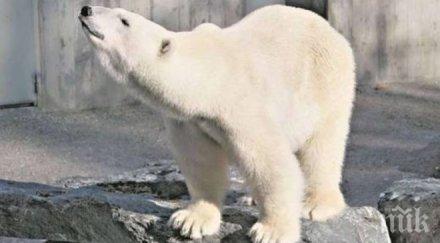 полярна мечка превзема йорк нова анимация