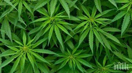заловиха дилър канабис сухаче