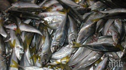 хиляди риби бяха открити мъртви залива гуанабара рио жанейро