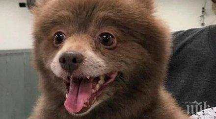 всички спорят всъщност сладурче куче плюшено мече