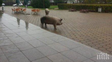 прасета затвориха главен път франция