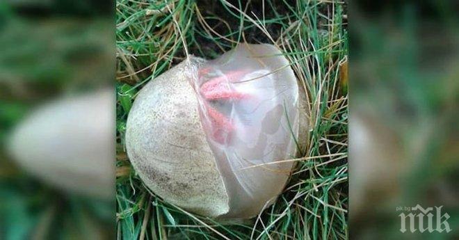 Той намира в двора си най-странното яйце в света! След няколко секунди, дъхът ми спря от това, което видях!