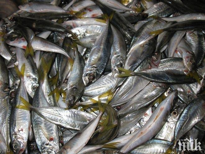 Хиляди риби бяха открити мъртви в залива Гуанабара до Рио де Жанейро