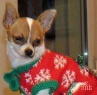 Откриха изчезналото куче Мерилин от Сарафово, било продадено на пазара за животни в Стара Загора