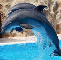 Делфини ще красят новия център на Варна