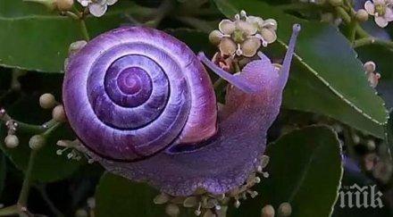 животни необичаен цвят фотошоп