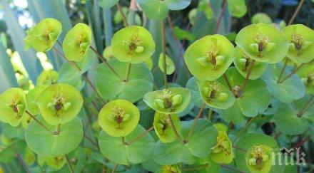 цветя вредят човека