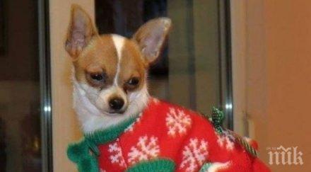 откриха изчезналото куче мерилин сарафово било продадено пазара животни стара загора