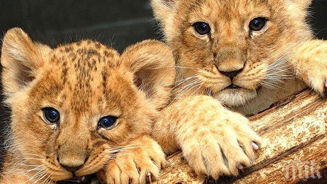 Няколко животински вида в зоопарка в Пазарджик се нуждаят от отопление през зимата
