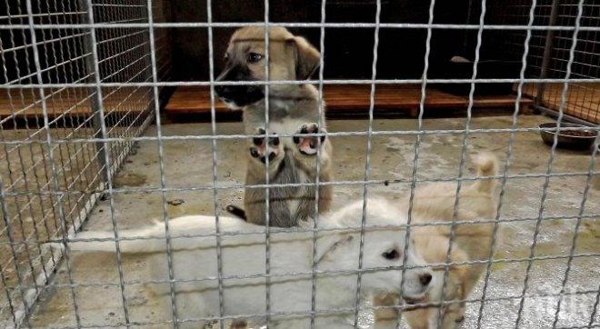 Правят център за кастриране на кучета в Разград