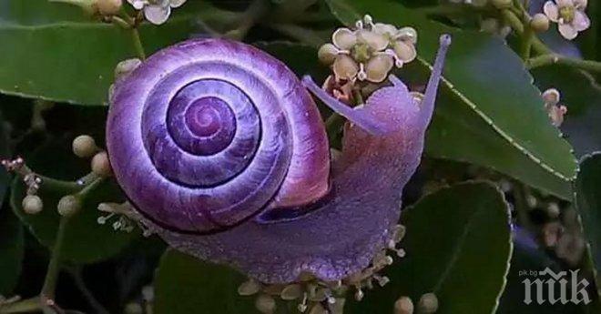 20 животни, с необичаен цвят. Няма фотошоп!
