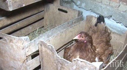 първо пик куриоз русе продават пилешки бутчета крила снимка