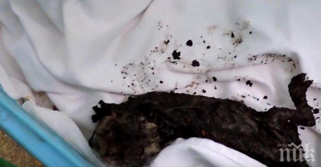 Чу се стържене от вентилационната шахта, а това, което се намира там? 