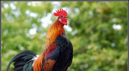 петльовден