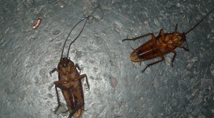 хлебарки мутанти насред софия полазиха солунска витошка