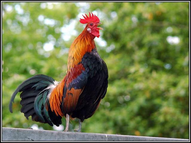 Петльовден