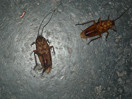 Хлебарки-мутанти насред София - полазиха Солунска и Витошка