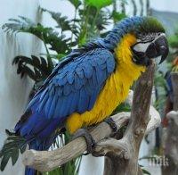 Глобиха фирма с 2 бона заради папагал
