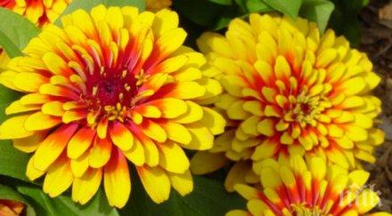 мкс първи път цъфна цвете