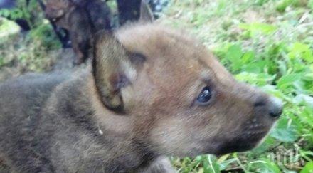 зоопаркът варна търси осиновители бебетата