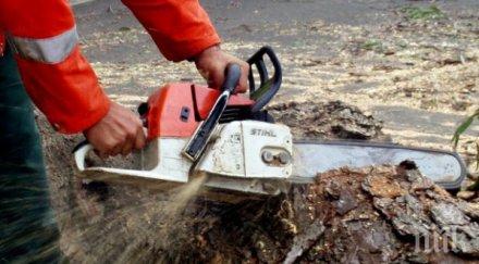 съдят двама мъже убили дървосекач