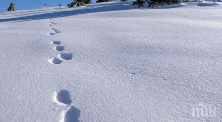 полиция залови крадец следвайки следите снега