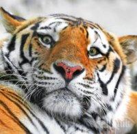 Тигър атакува служител в зоопарк в Австралия
