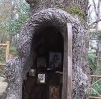 Параклис в 400-годишен дъб (видео)