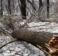 Отстраниха 17 опасни дървета в Плевен