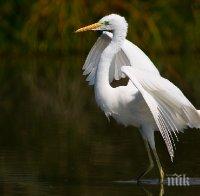 Студът докара бяла чапла в Хасково, стана местна атракция 
