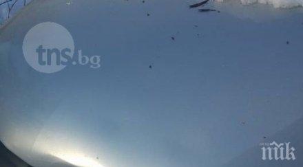 снегорин потроши колата пловдивчанка снимки