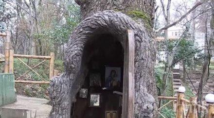 параклис 400 годишен дъб видео