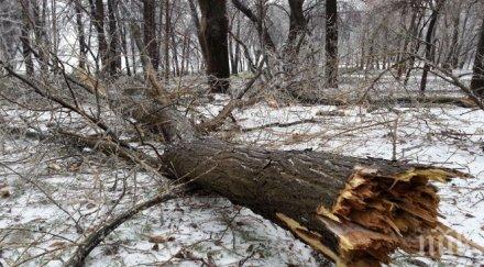 отстраниха опасни дървета плевен