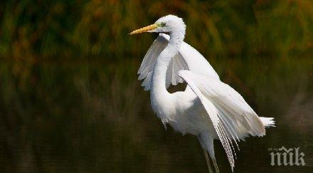 студът докара бяла чапла хасково стана местна атракция