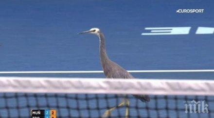 австралийска чапла новият участник аустрелън оупън видео