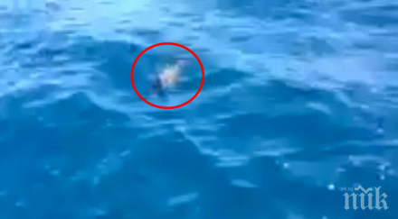 видяха нещо водата решиха заснемат такова нещо човек вижда веднъж живота