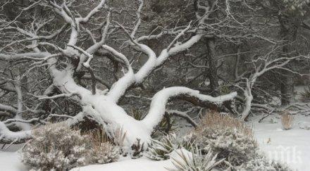 зимната обстановка община бойчиновци нормализира