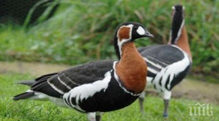 зелените искат млн лева пазят червеногушата гъска