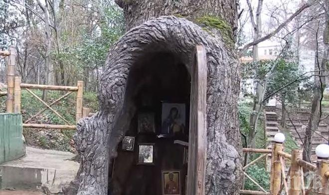 Параклис в 400-годишен дъб (видео)