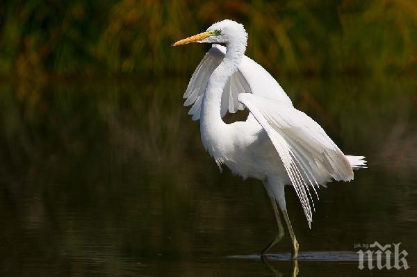 Студът докара бяла чапла в Хасково, стана местна атракция 